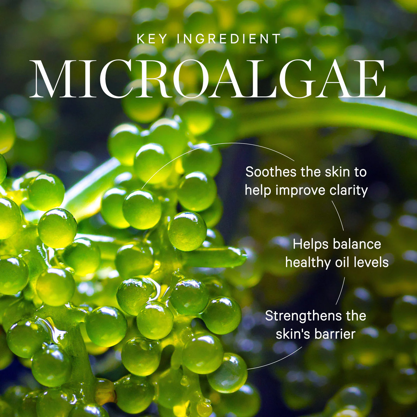 KORA Organics Active Algae Lightweight Moisturizer 15ml - Image 4
